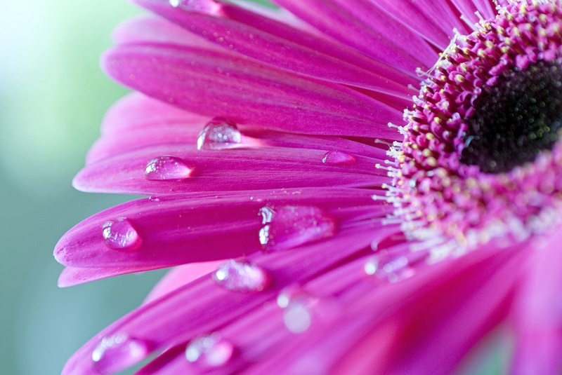 Flowers flowers  / magnificent flowers