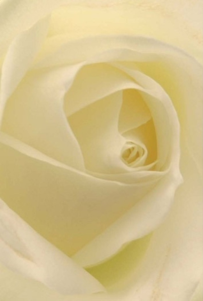 As you gaze closely at the heart of this classic white rose, the petals appear almost illuminated from within, their creamy tones blending seamlessly into one another with tranquil sophistication. Each layer softly overlaps the next, forming a graceful, spiraled core that seems to capture the gentle daylight of Welwyn's meadows. The composition radiates peacefulness-subtle shadows drift between the ivory curvatures, creating a serene interplay that hints at both resilience and purity. The near-translucence of the outer petals gives a sense of fragile beauty, yet the flawless structure conveys steadfast grace, reminiscent of thoughtful gestures exchanged in the Welwyn community-from celebrations at Campus West to quiet moments at Saint Mary's. As a local florist, I recognize this rose as the perfect expression for a heartfelt message-be it a romantic overture, an elegant centrepiece for a riverside wedding, or a sincere token of apology delivered across the Oaklands area. The quiet fragrance that emanates is soothing and clean, lending itself to any moment that calls for comfort or remembrance. Each aspect of this rose tells a story of carefully cultivated beauty, echoing the timeless attention to detail and artistry that Flower Delivery Welwyn brings to every arrangement designed for life's most cherished events.
